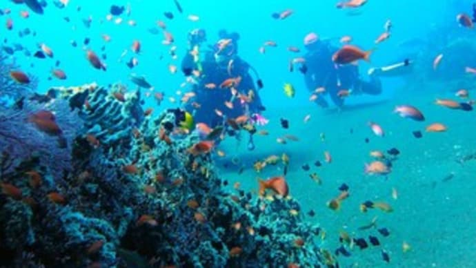 カラフルな水中の癒されダイブ(´▽`*)