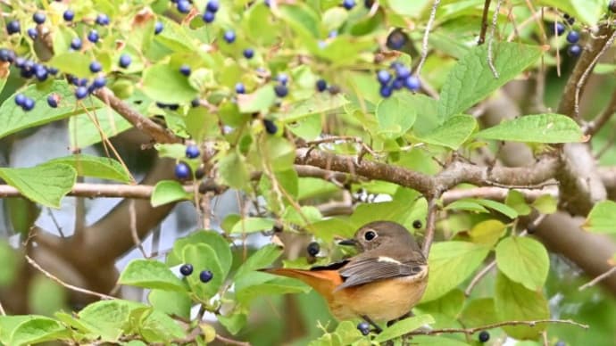 冬鳥が来た!