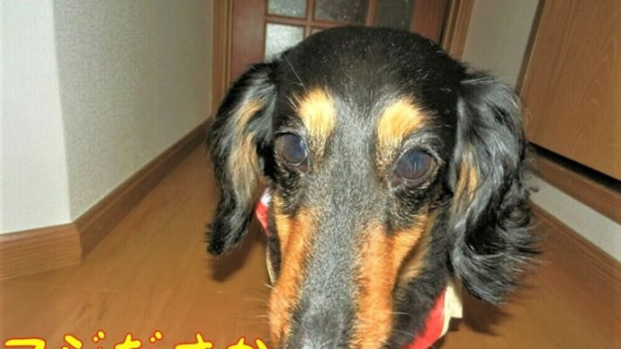 雨でもお散歩は欠かさない!ガンバル小型犬( ´∀` )