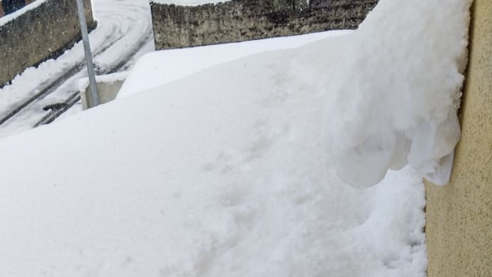 今日の草屋根(積雪)