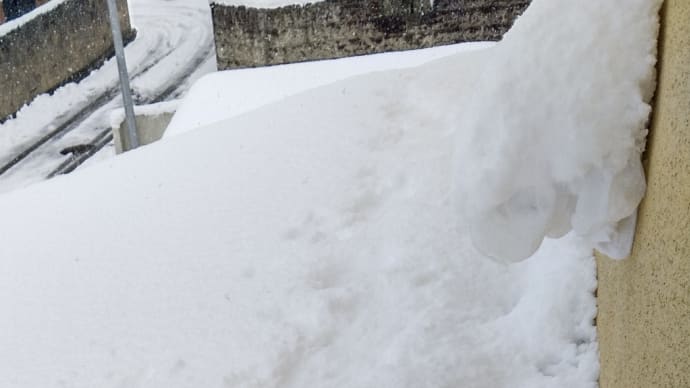 今日の草屋根（積雪）