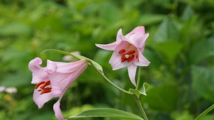 花の森