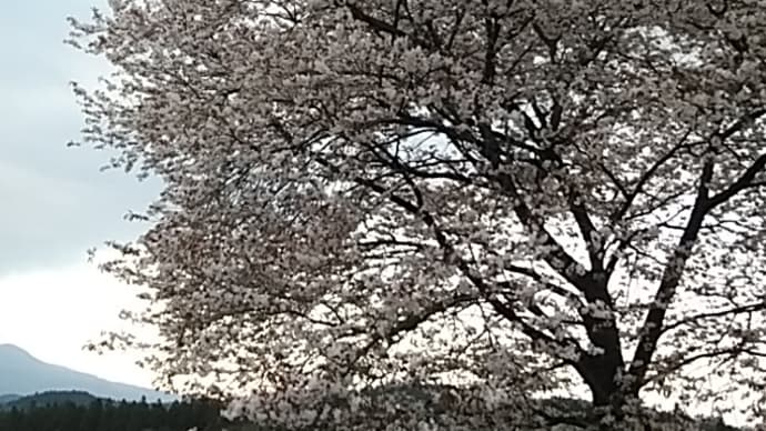 石原舟月/五位鷺くだる一湾の藍山ざくら