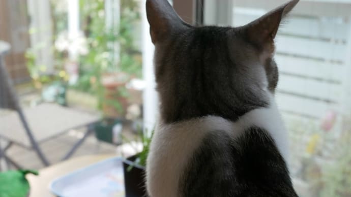 猫だってツーブロックww!<猫も杓子も>
