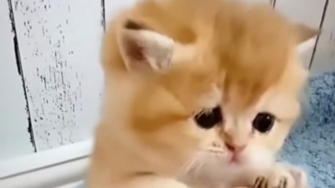 おはようございます🐕