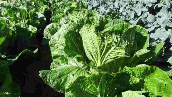 再度、地上の星（野菜）の成長を撮影しました