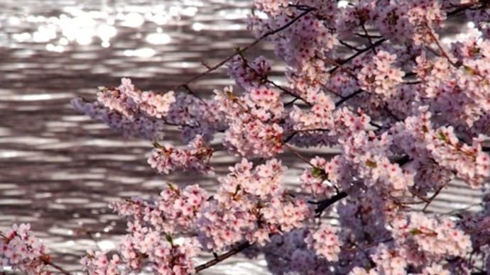 桜の花びら散る頃は。。。