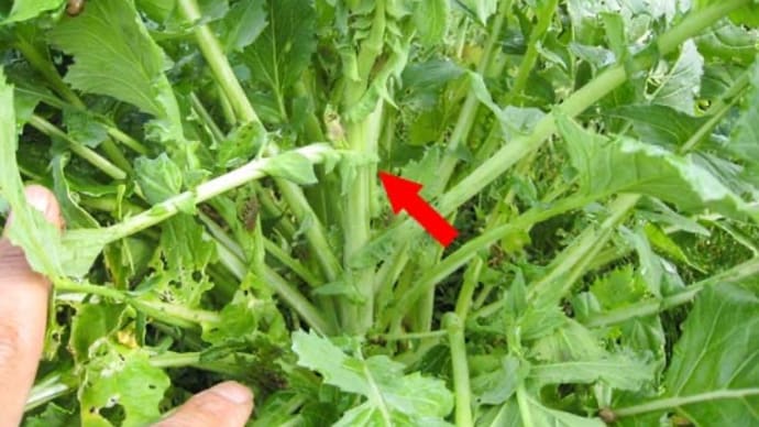 紅菜苔が、緑?紫?まだら?何コレ?
