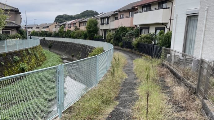 田越川河川管理用通路の草刈り
