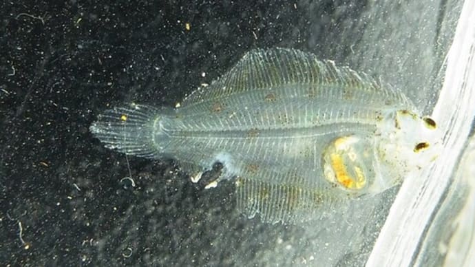 カレイ類稚魚 接岸の季節 私魚人 あいうおんちゅ 定年親父の魚三昧 タナゴ仕掛けとガサで出会った魚たち