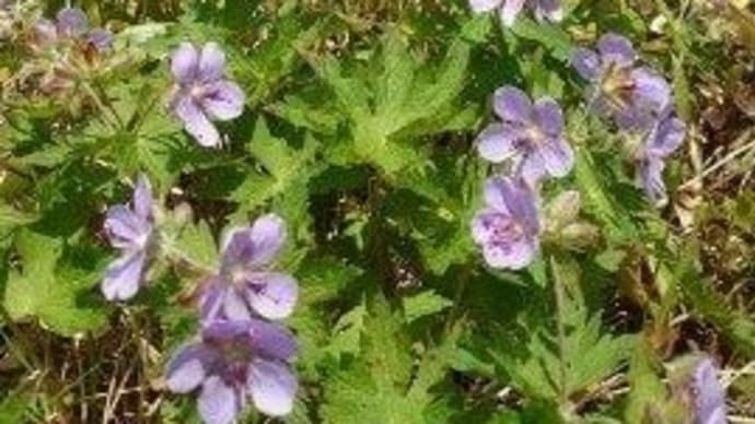 平穏な日常を…ハクサンフウロ&ビール&サンダル&ヒグマ・・・東焼山・茅山・横津岳・大倉山・藻岩山