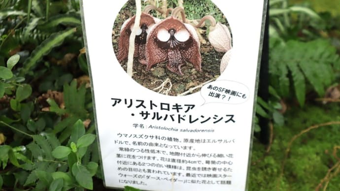 東京都神代植物公園 で、ダーズ・ベイダーに遭遇?。