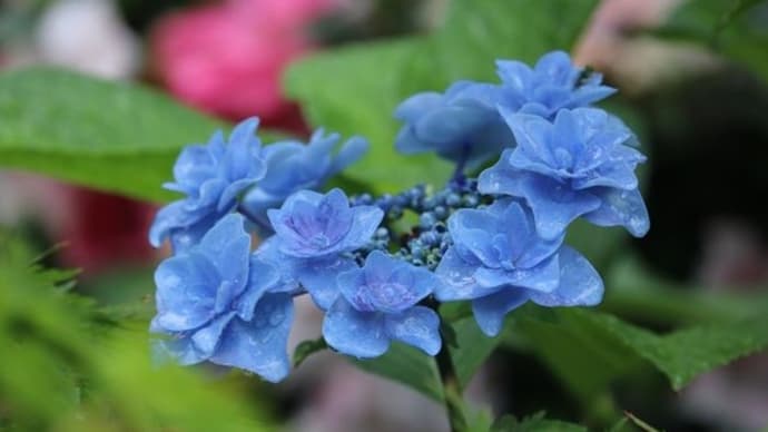入梅 庭の紫陽花