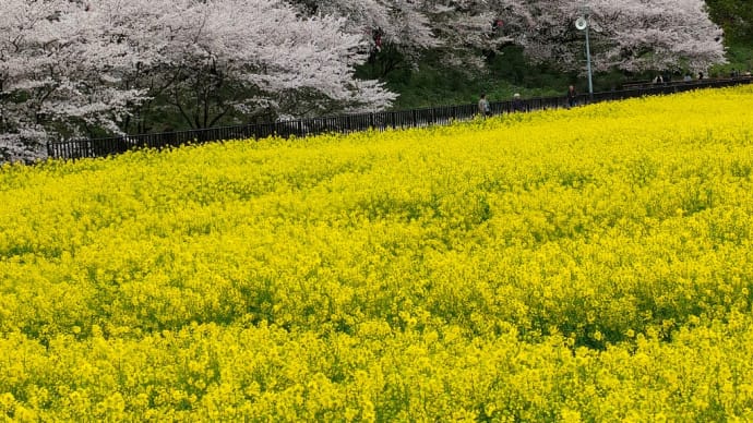 権現堂堤の桜