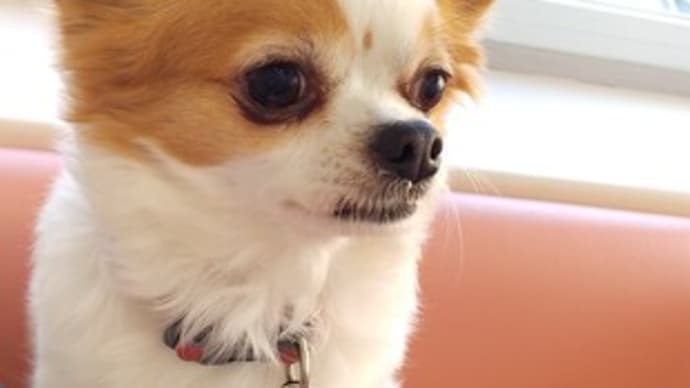蓮ちゃん動物病院に行って来ました