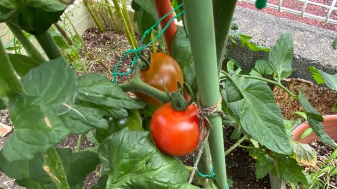 庭の夏野菜 これは天候のせいかしら土のせいかしら