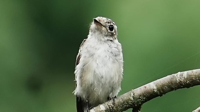 コサメビタキの幼鳥