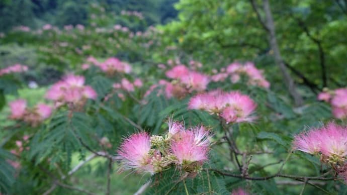 ◆ネムノキの花色が驚くほど濃くなっていた