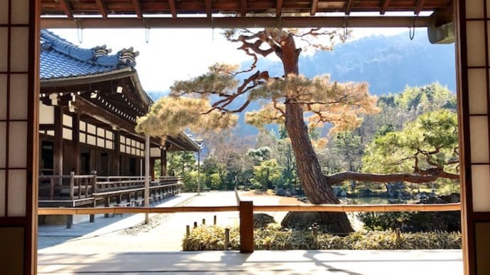 世界文化遺産 天龍寺の曽源池庭園を守る赤松が無残な姿に
