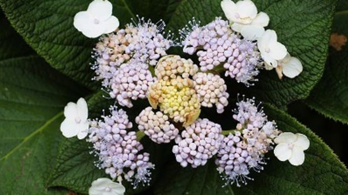 神代植物公園 本園はちょっとだけ