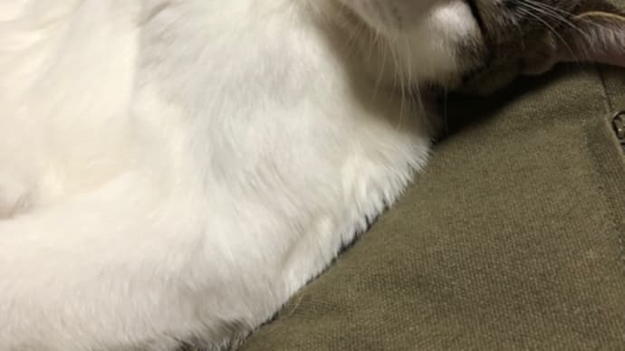 白目猫🙀