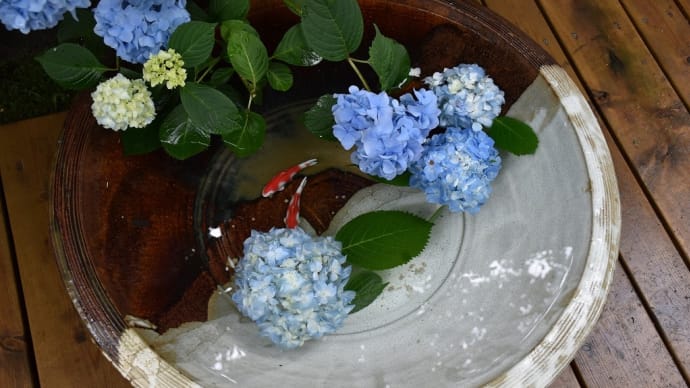 あじさい・しょうぶ狩り　神奈川県鎌倉市山ノ内　明月院：あじさい寺（5）手水鉢（ちょうずばち）のあじさい