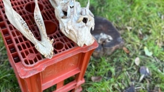 リゲインの狩猟生活・・・マタギへの道