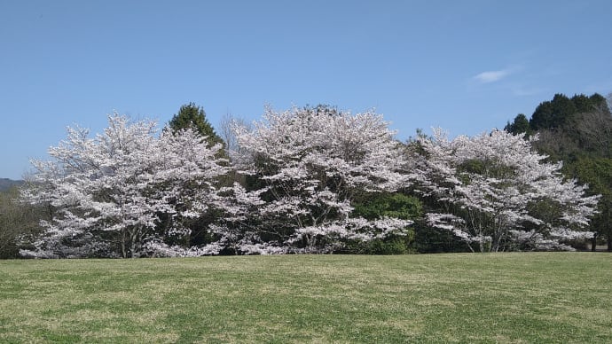 上野森林公園陽だまりの丘で「ぐるり桜」、コバノミツバツツジも咲き出す…