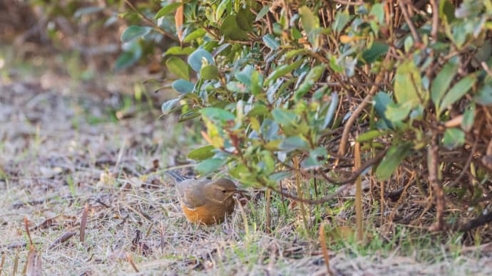鳥見散歩:アカハラ、トラツグミ、オオジュリン、ウグイス