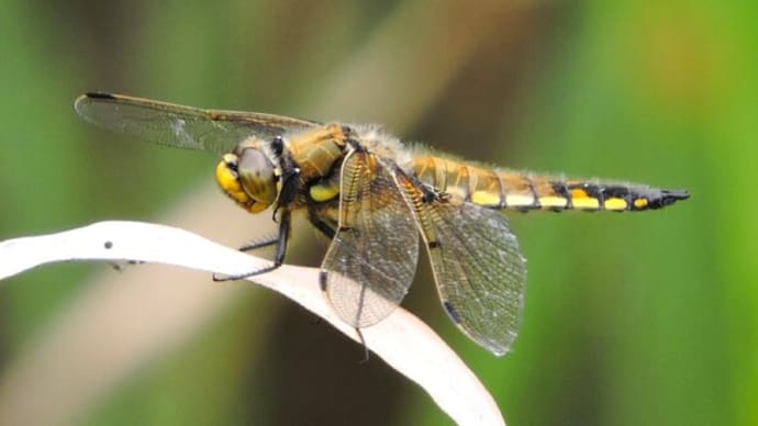 ヨツボシトンボ Libellula quadrimaculata ♂ :地元のため池で