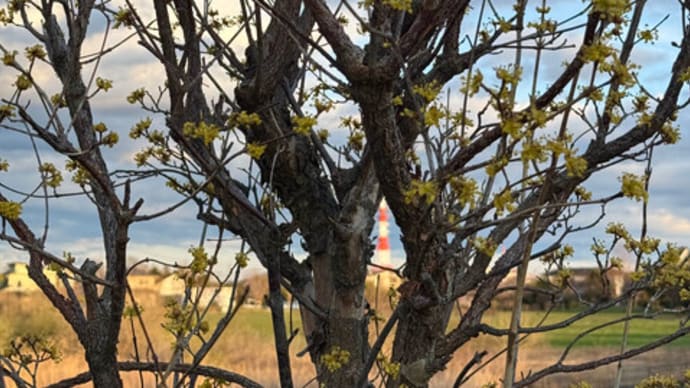 再びサンシュユ(山茱萸)の花