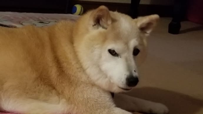 クリンのために何ができるのか・・