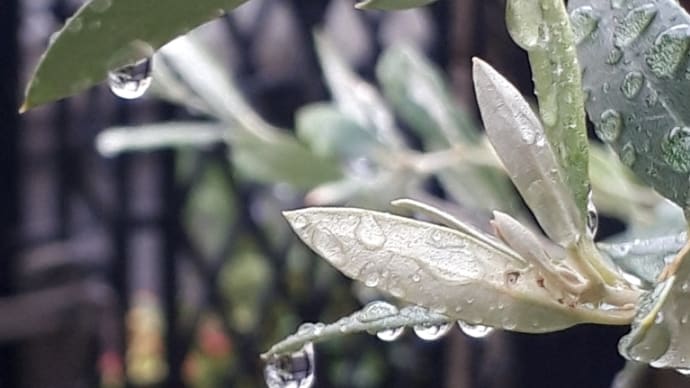 春の雨