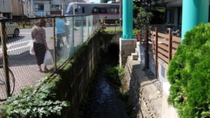 2024埼玉河川ﾎﾟﾀﾘﾝｸﾞ『野火止用水』⑦西武新宿線＆西武多摩線と交差