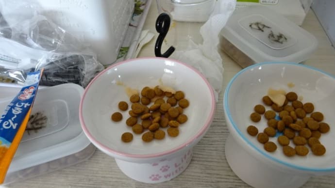 ちびズ、もうすぐ、めでたく6歳でっす