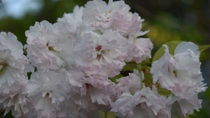 桜・松月 開花中