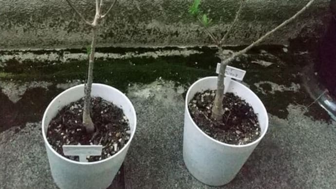バオバブの新芽