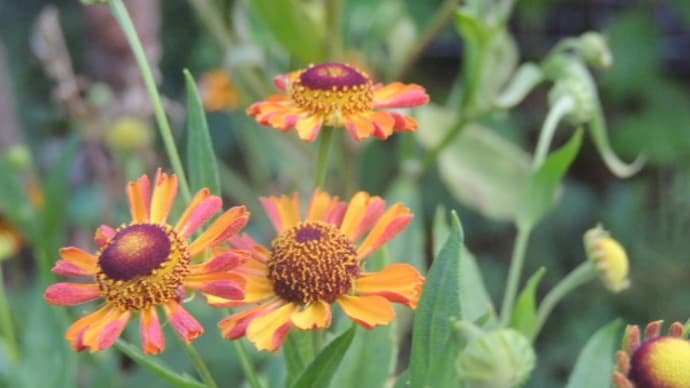 真夏の花ヘレニウム*フロックスもモリモリ*