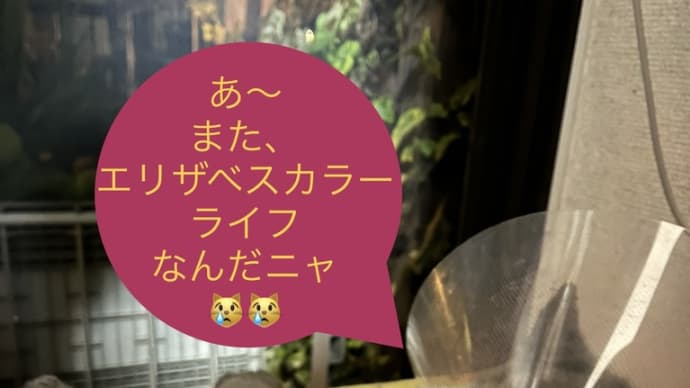 あゝ悲しみのエリザベスカラー、フロム❤️マリー。誤飲のお話しと救急病院のお話にゃ。