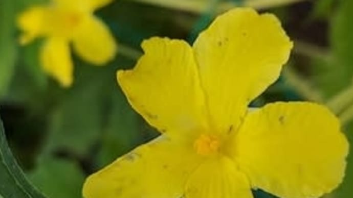 緑のカーテンの純白ゴーヤの雄花が咲き始めた