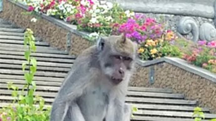 大波と沈没船とお猿さん(*^^*)