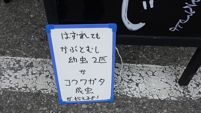 カブトムシ VS クワガタ ヘラクレスヘラクレス はヤッパ大きいな~~~~の巻き。