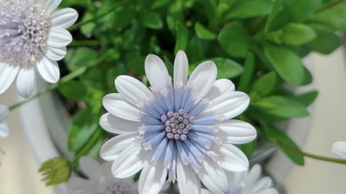 ブルーグレーの花が好き & ワイゲラ満開💐
