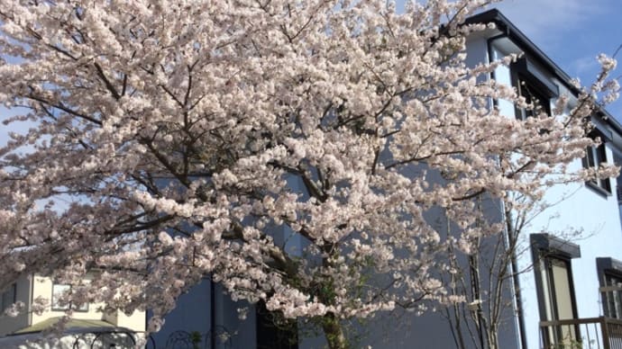 我が家のサクラが満開