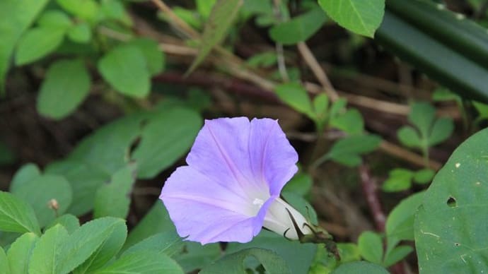 与論島の旅②