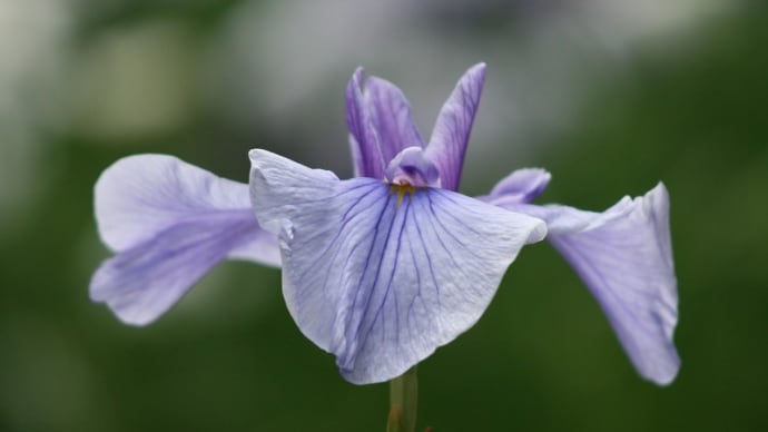 菖蒲は見ごろ