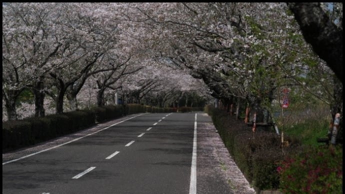 桜トンネル