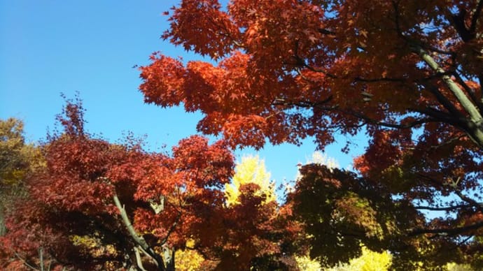 京都の紅葉：長野から！