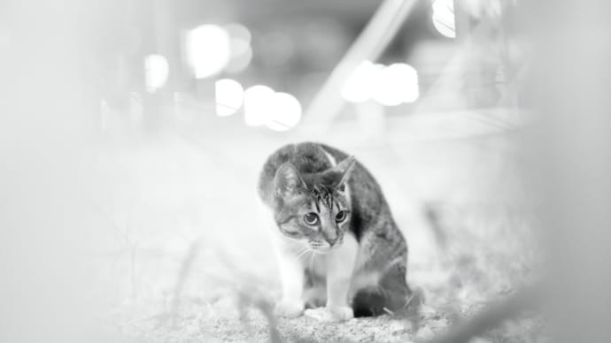 猫の日222