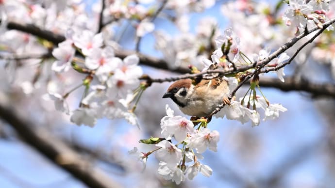 さくら日和-千鳥ヶ淵の ちゅん